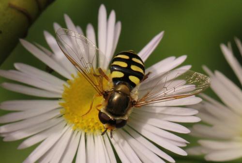 Eupeodes corollae